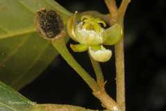 Hydnocarpus pentandrus